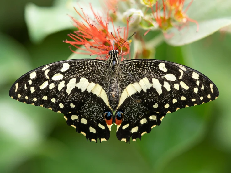 a large black and white erfly on some orange flowers