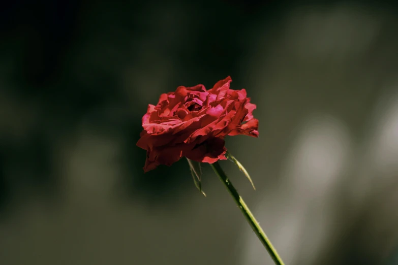 a single red rose bud with green stem