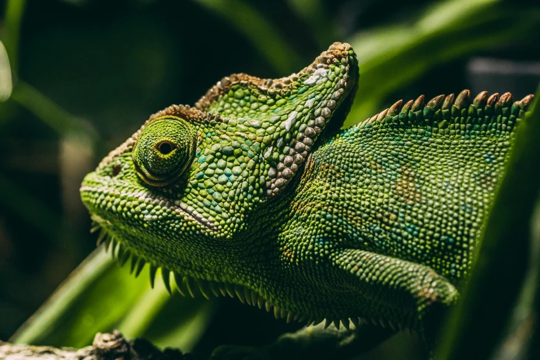 a close - up view of an iguana on the leaf of some plants