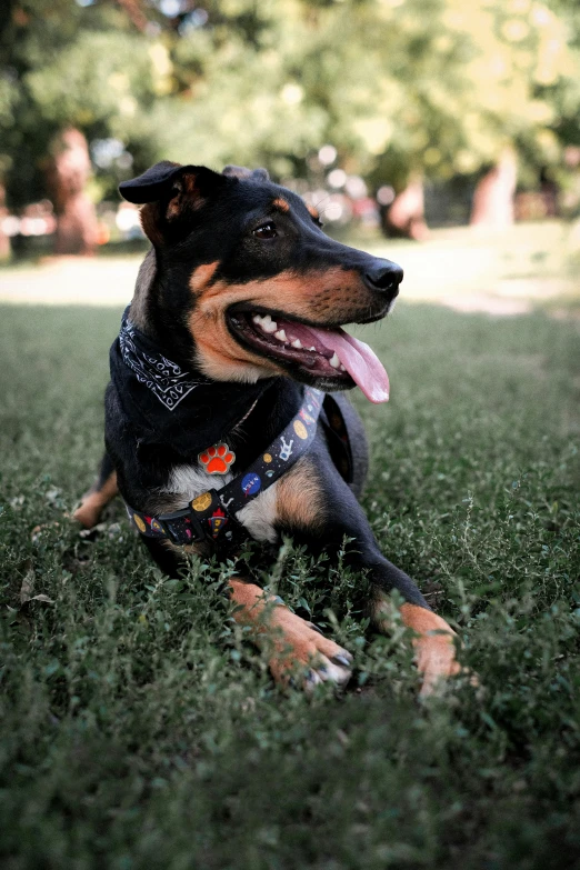 a dog with his tongue out is lying in the grass