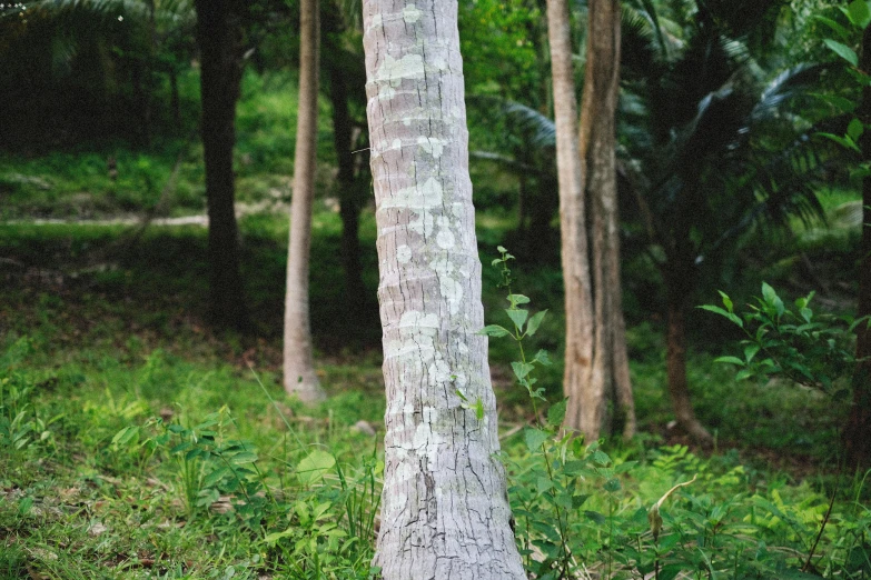 a very tall white tree sitting next to a forest