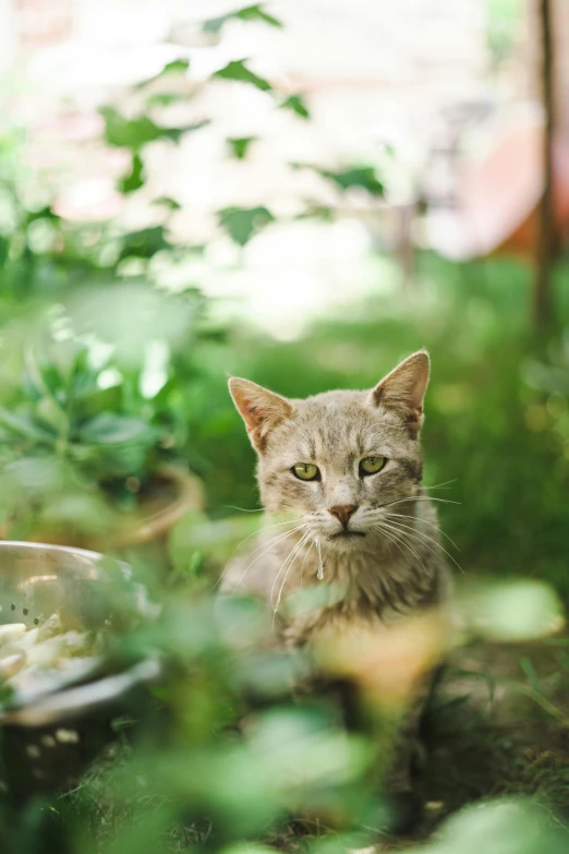 a cat looks at the camera through the grass