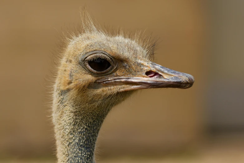 the head of an ostrich with large eyes