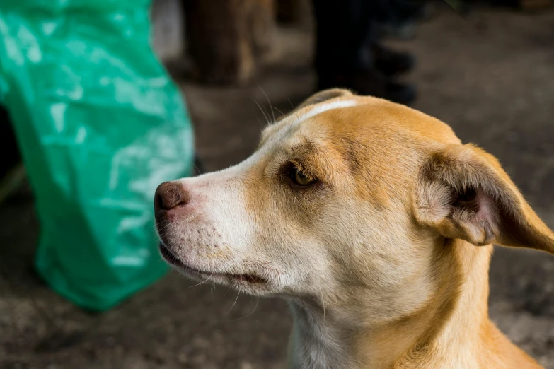 a close up view of a tan dog