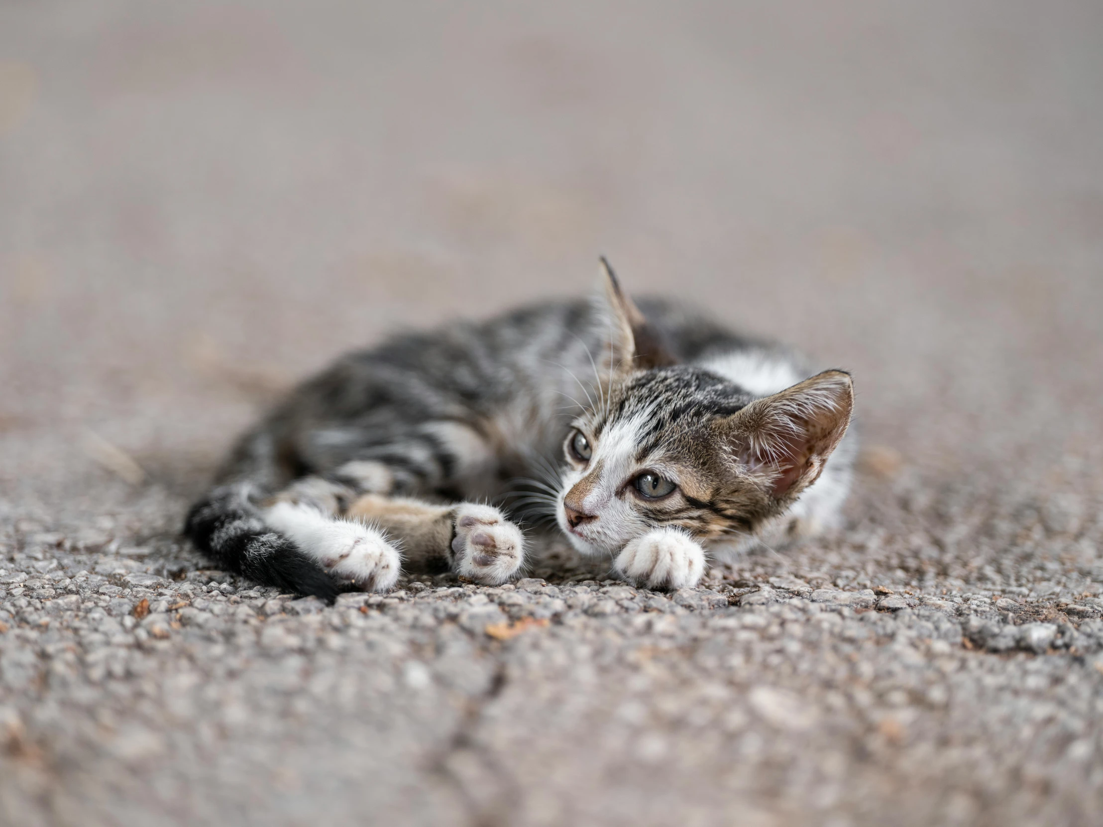 a kitten laying on the ground with its paws spread wide out