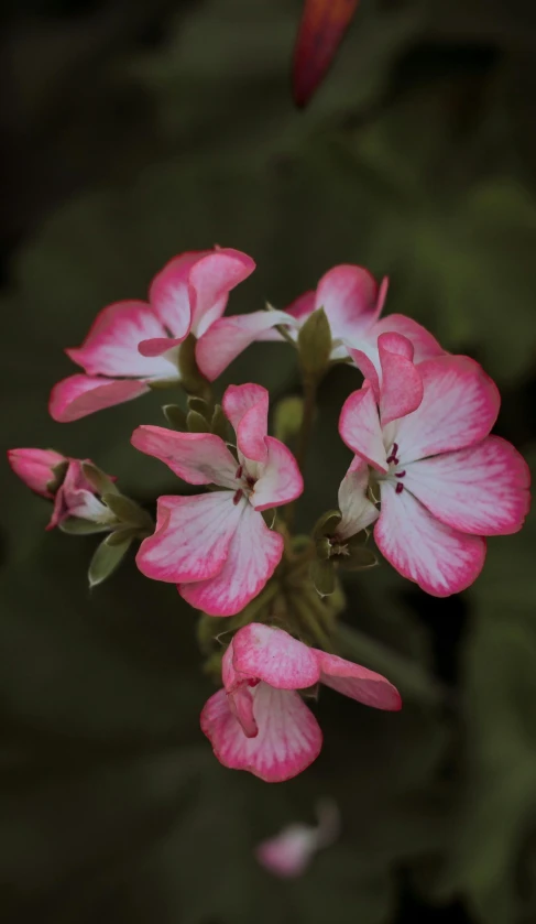 pink flower in the midst of green foliage