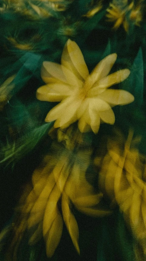 yellow flower that is blurred in the foreground