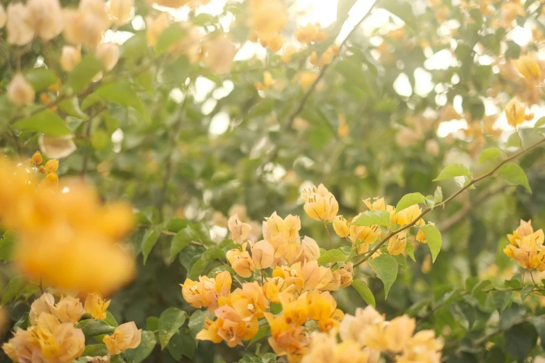 a group of flowers with one yellow flower in front of green leaves