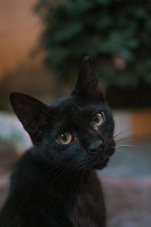 a black cat looking directly at the camera