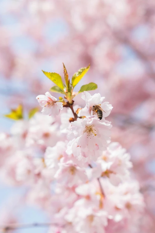 some pretty pink flowers are in the air