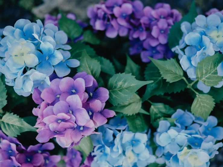 some purple and blue flowers with green leaves