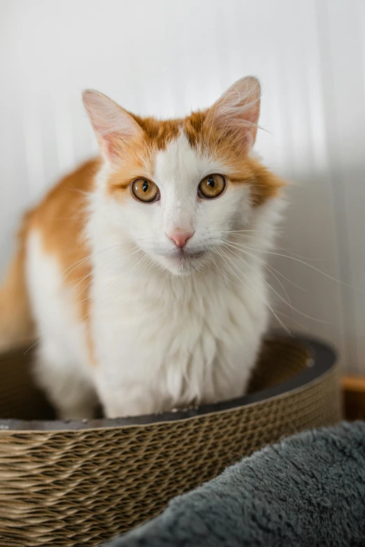 a cat is sitting in a basket in the corner