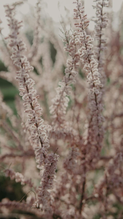 the white flowers are growing near another plant