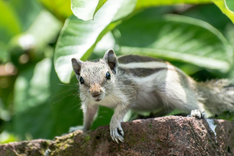 a squirrel is standing on a rock outside