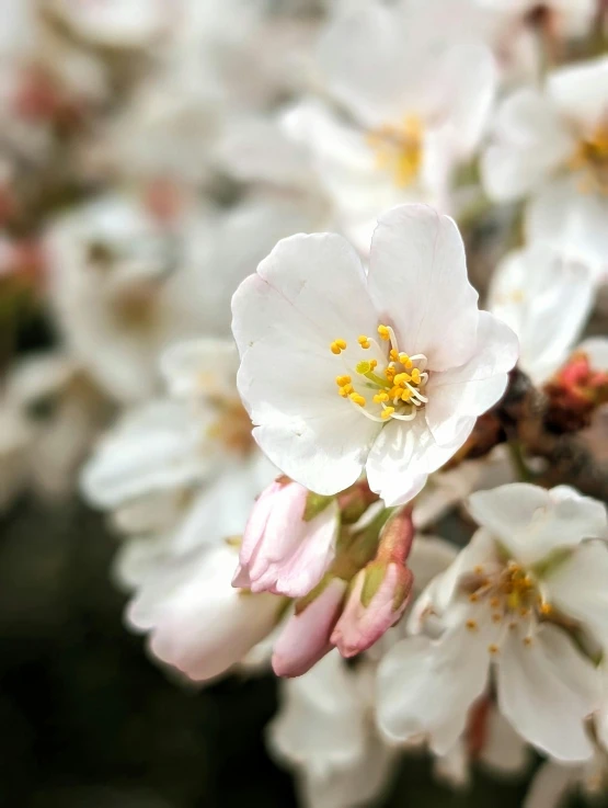 white flowers with yellow centers blossom in the morning