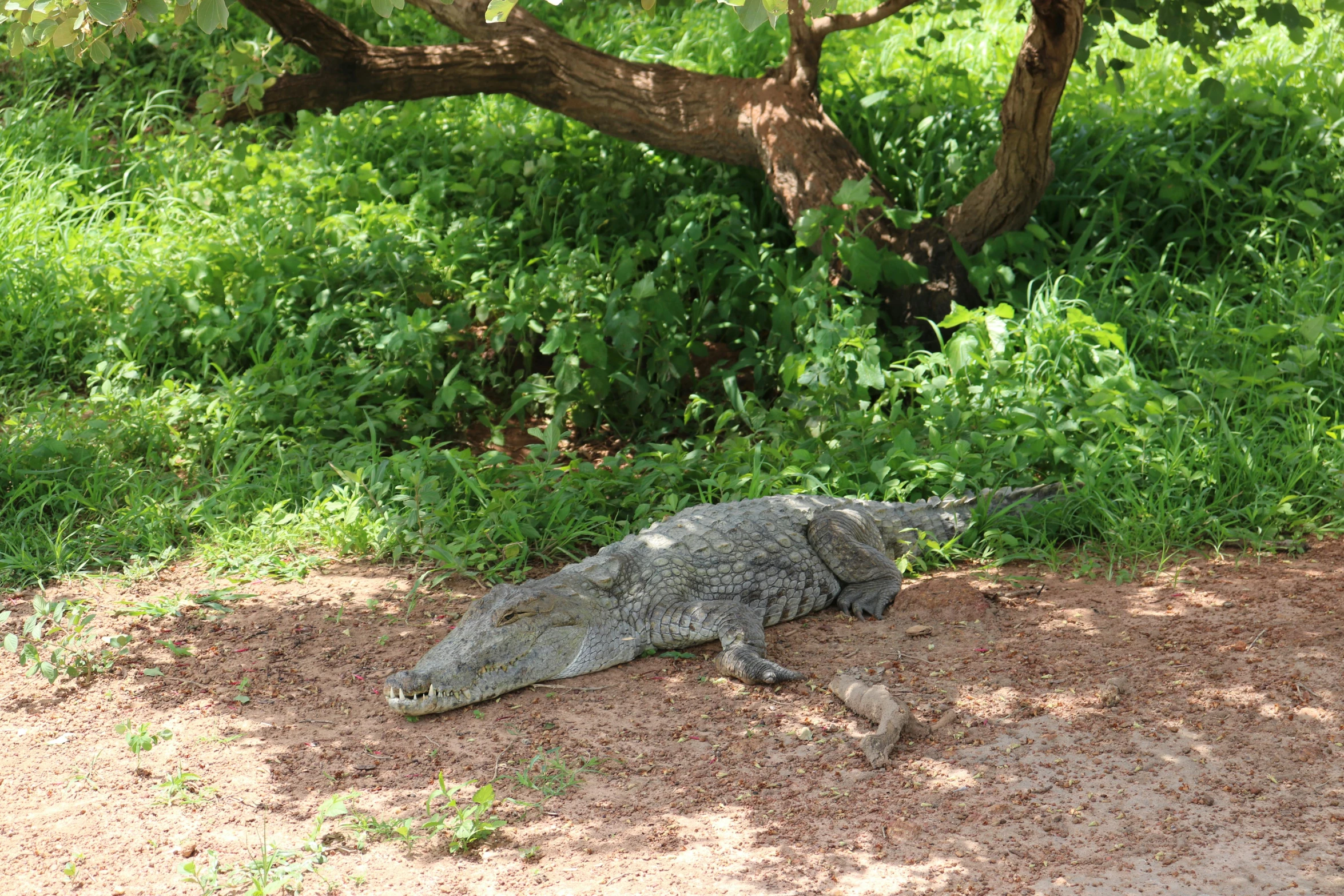 a large animal laying on the ground in a field