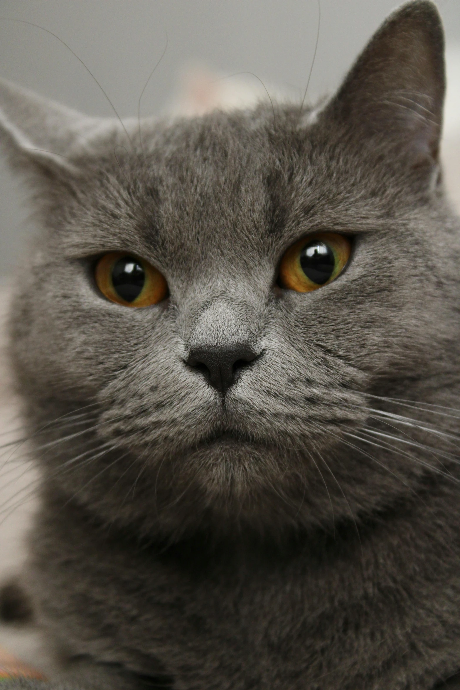 this is a closeup of an adorable grey cat