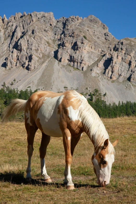 an adult brown and white horse grazing on grass