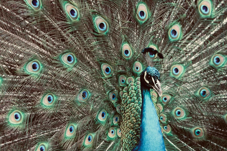 a bird that has very pretty feathers spread out