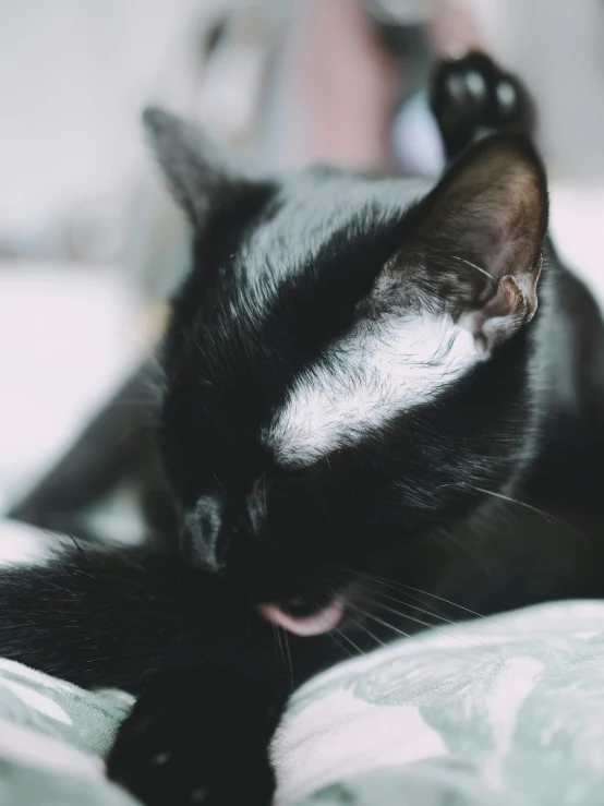 a black cat laying down on a bed