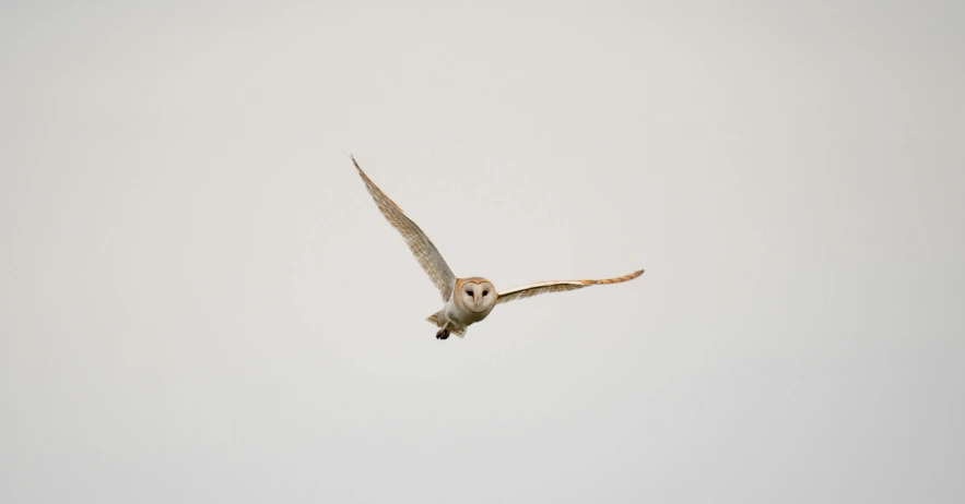 a bird is flying in the sky with an owl