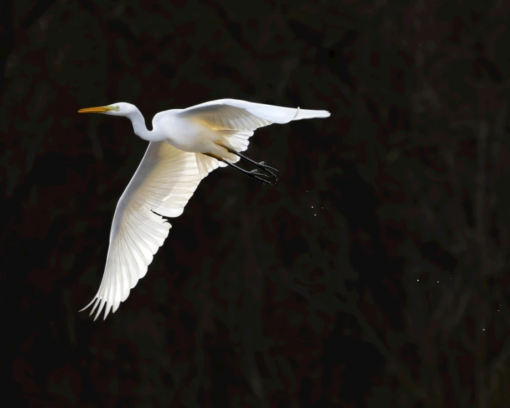 a very large white bird in the air with it's wings wide open