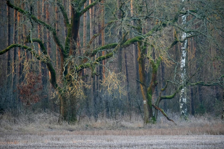 a big tree sitting in the middle of a forest