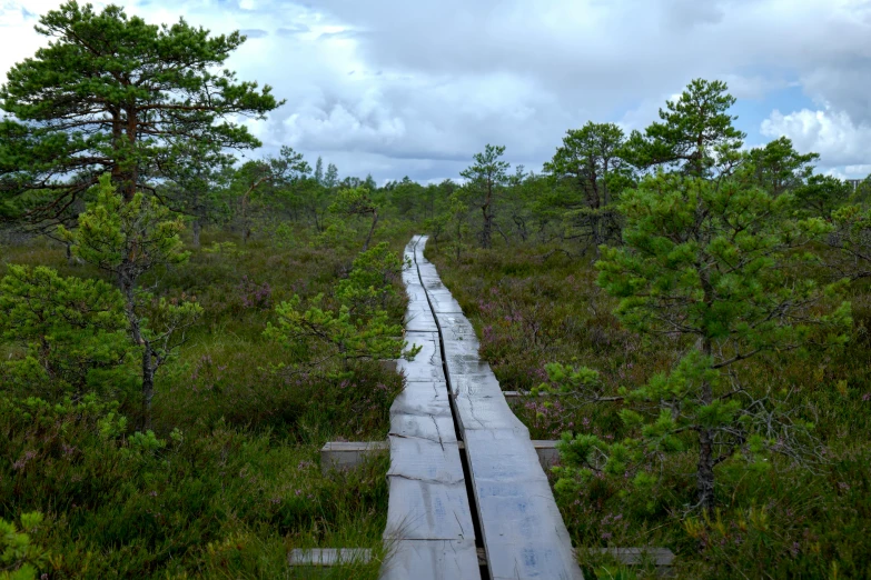 a swampy area with small pine trees, mud and walkway