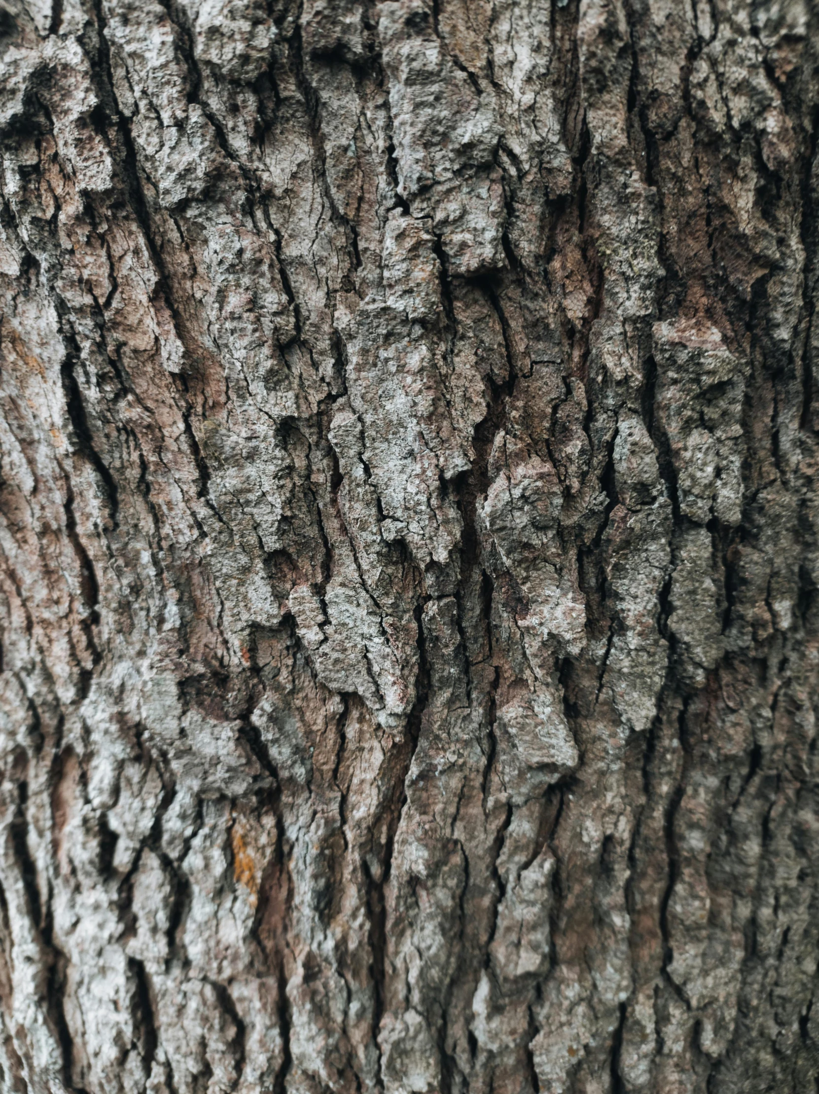 the bark of an oak tree has been defaced