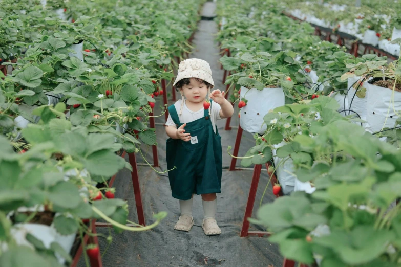 a young child standing inside a strawberry plant farm