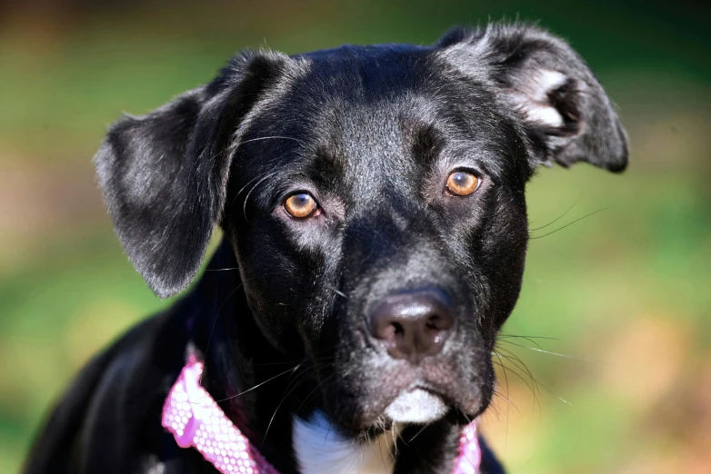 the black dog is wearing pink collar and leash