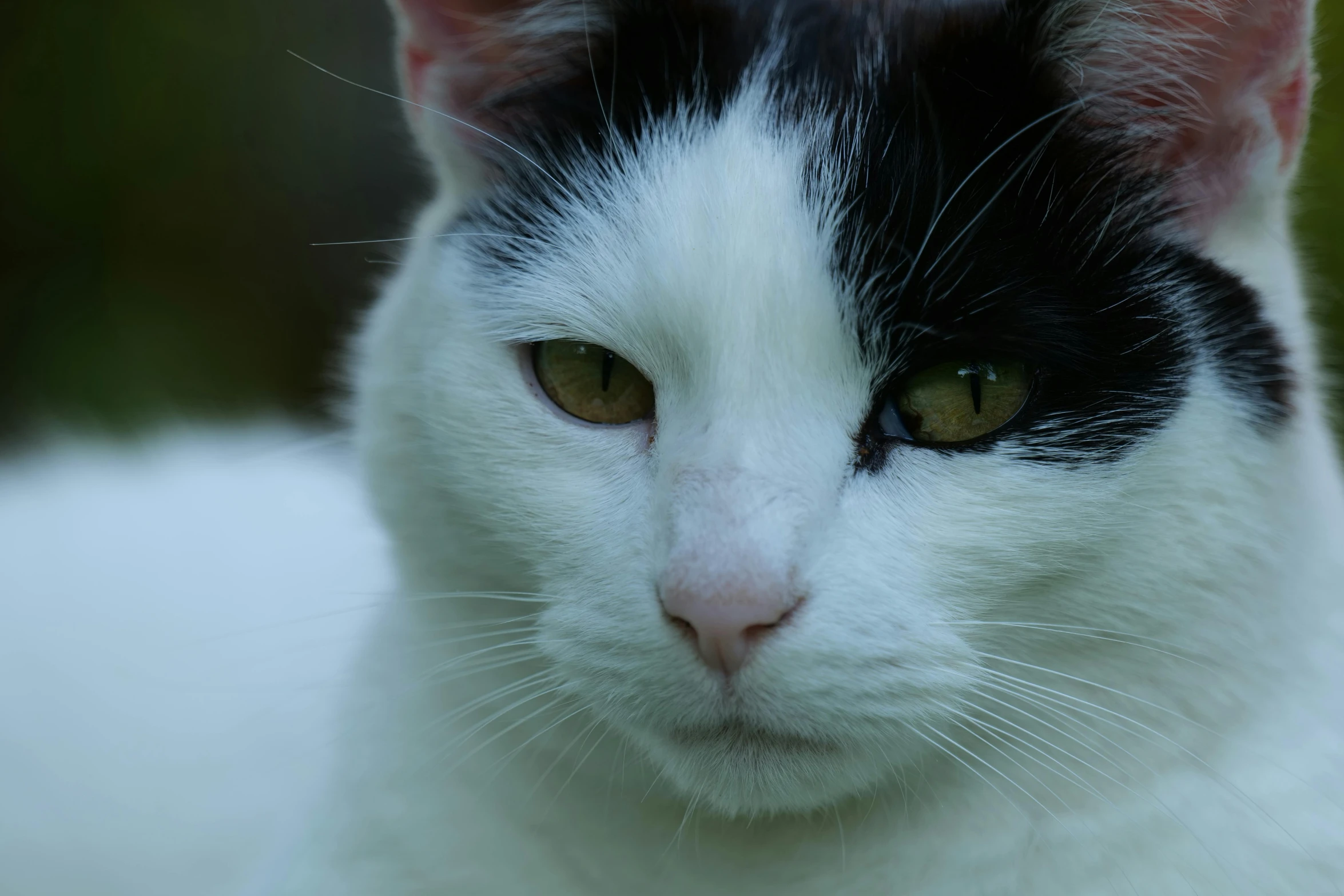 the black and white cat is staring into the camera