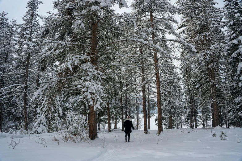 a person standing on a snow covered path through some trees