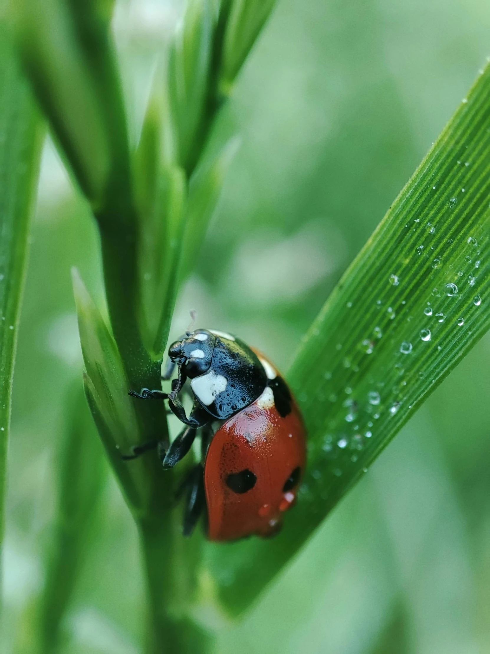a small ladybug sits on the leaf of the plant