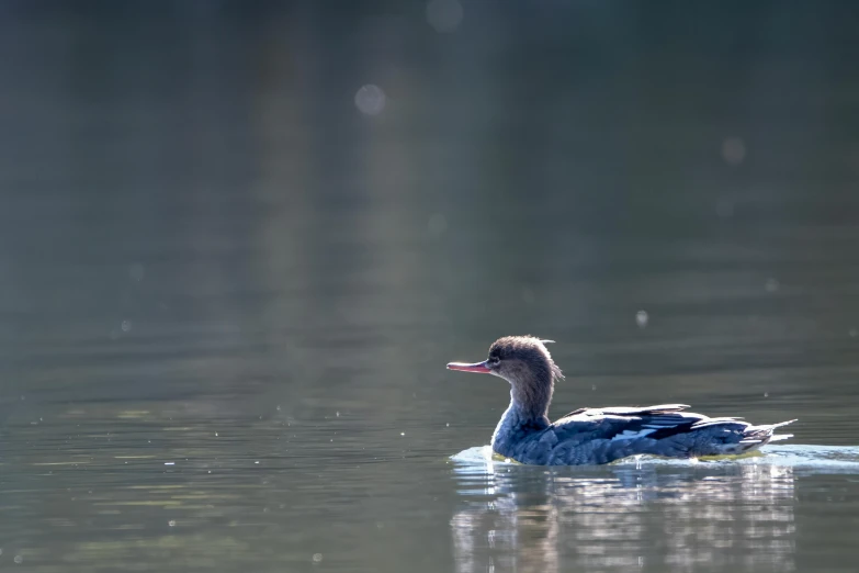 there is a blue and gray duck swimming on the water