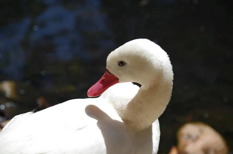 a swan with its eyes wide open sitting in the sunlight