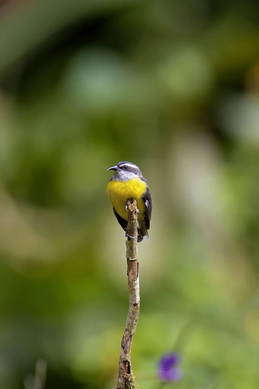 the bird is perched on the small tree nch