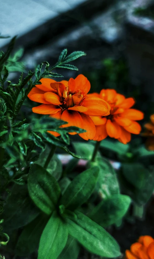 several orange flowers and greenery in a container