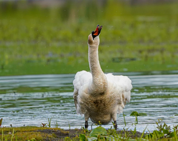 a bird standing in water with his head down