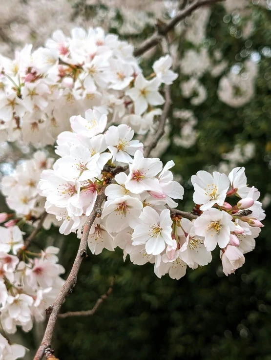 white and pink flowers on a tree nch