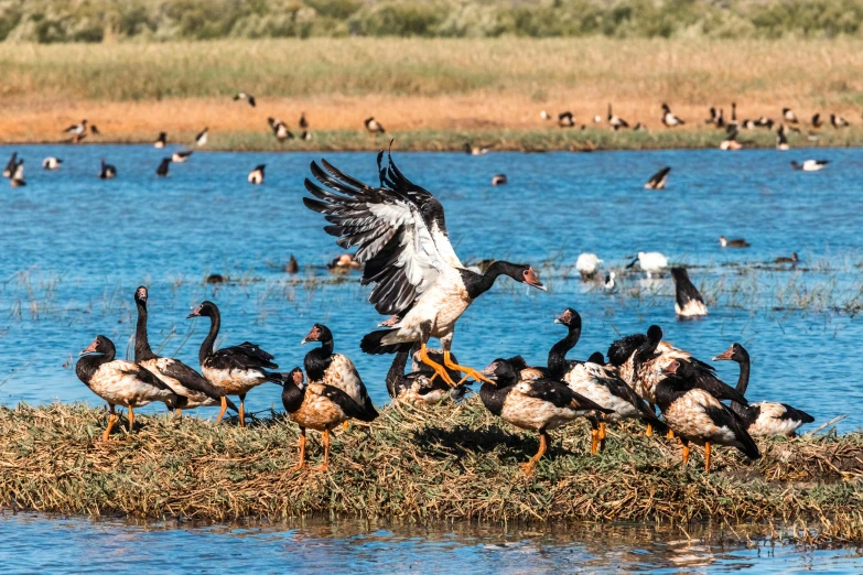 some ducks in a body of water with trees and bushes in the background