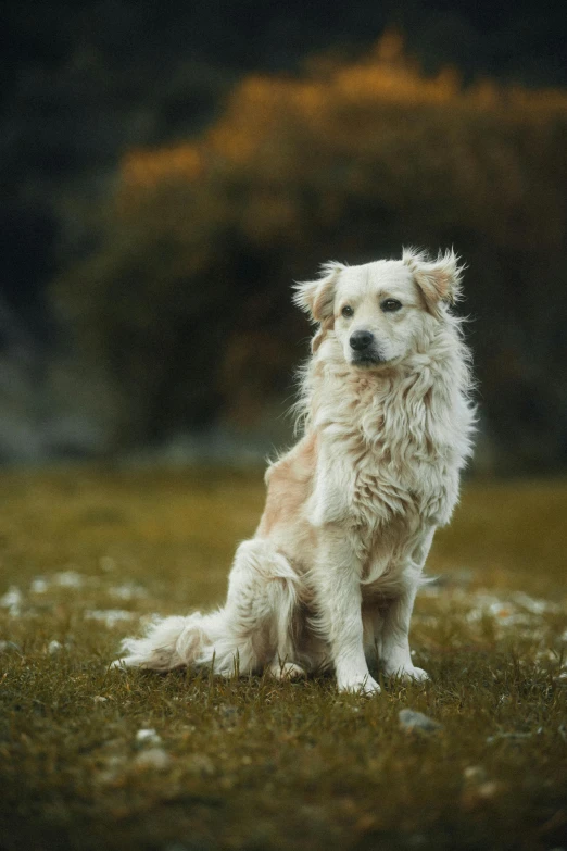 a white dog with wet fur sits in the grass