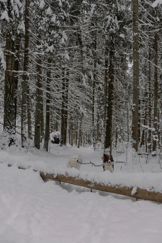 two dogs on some wood in the snow