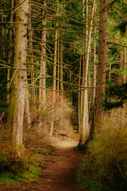 dirt path through forest filled with tall trees