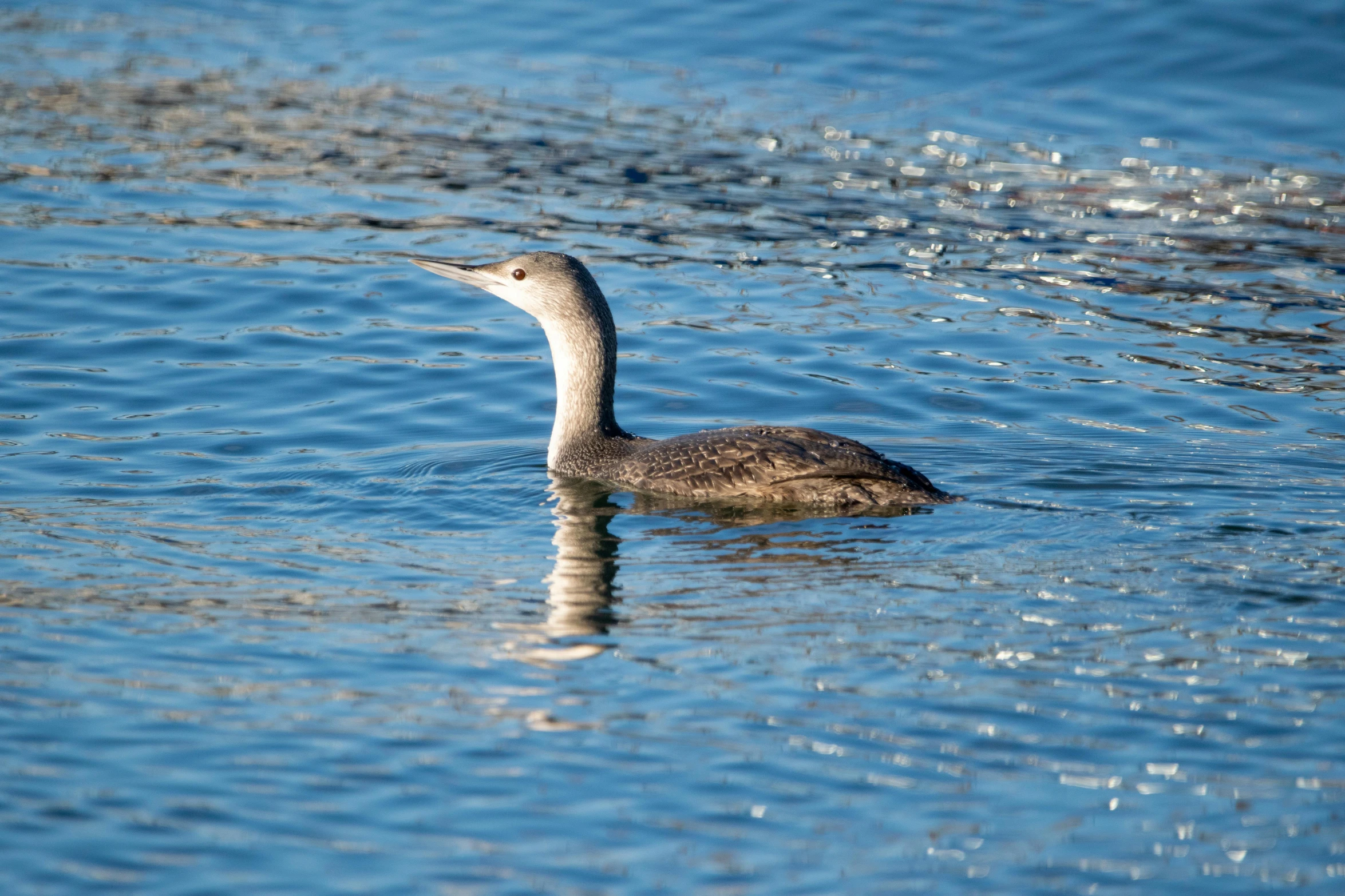 a duck floating on top of a lake next to a shore