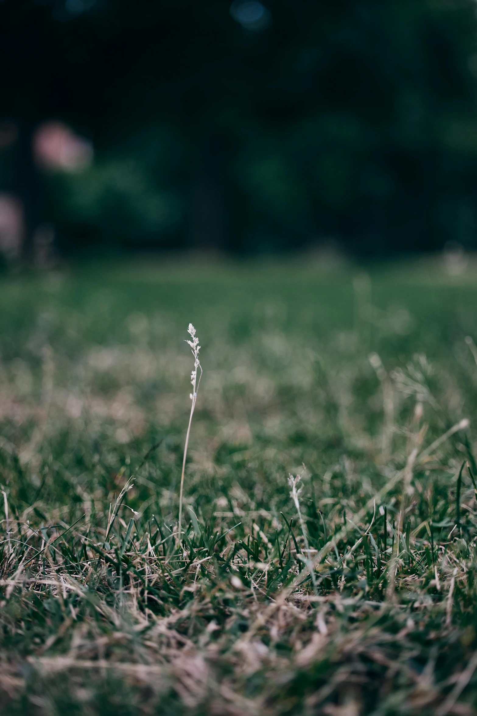 small white flower sitting alone in the grass