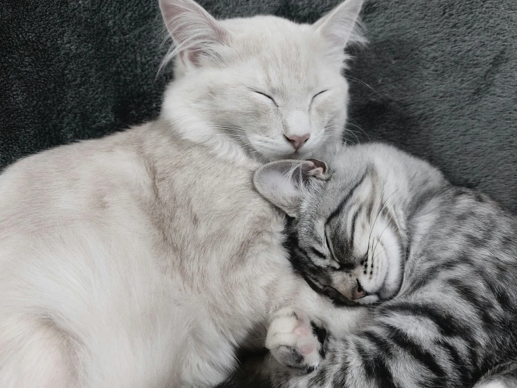 two cats cuddling close to each other on a couch