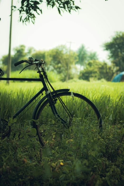 a bike parked in some grass on a sunny day