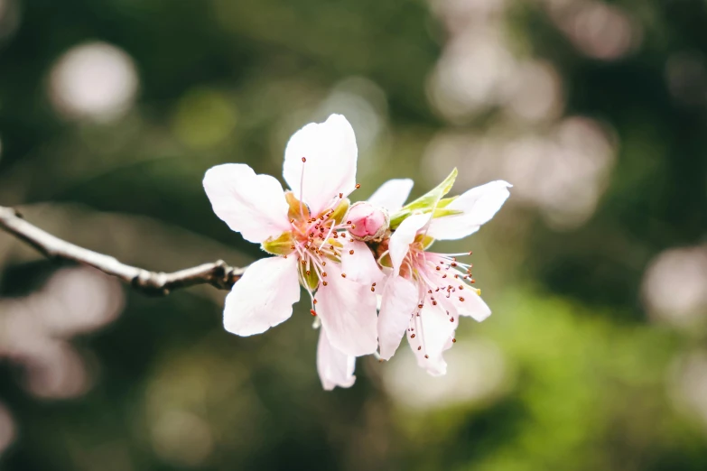 a blossom is shown in this image with green and pink trees in the background