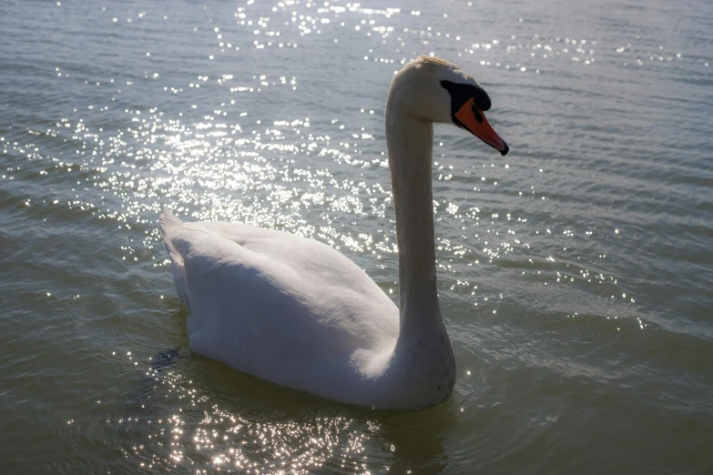 there is a white swan in the water at the shore